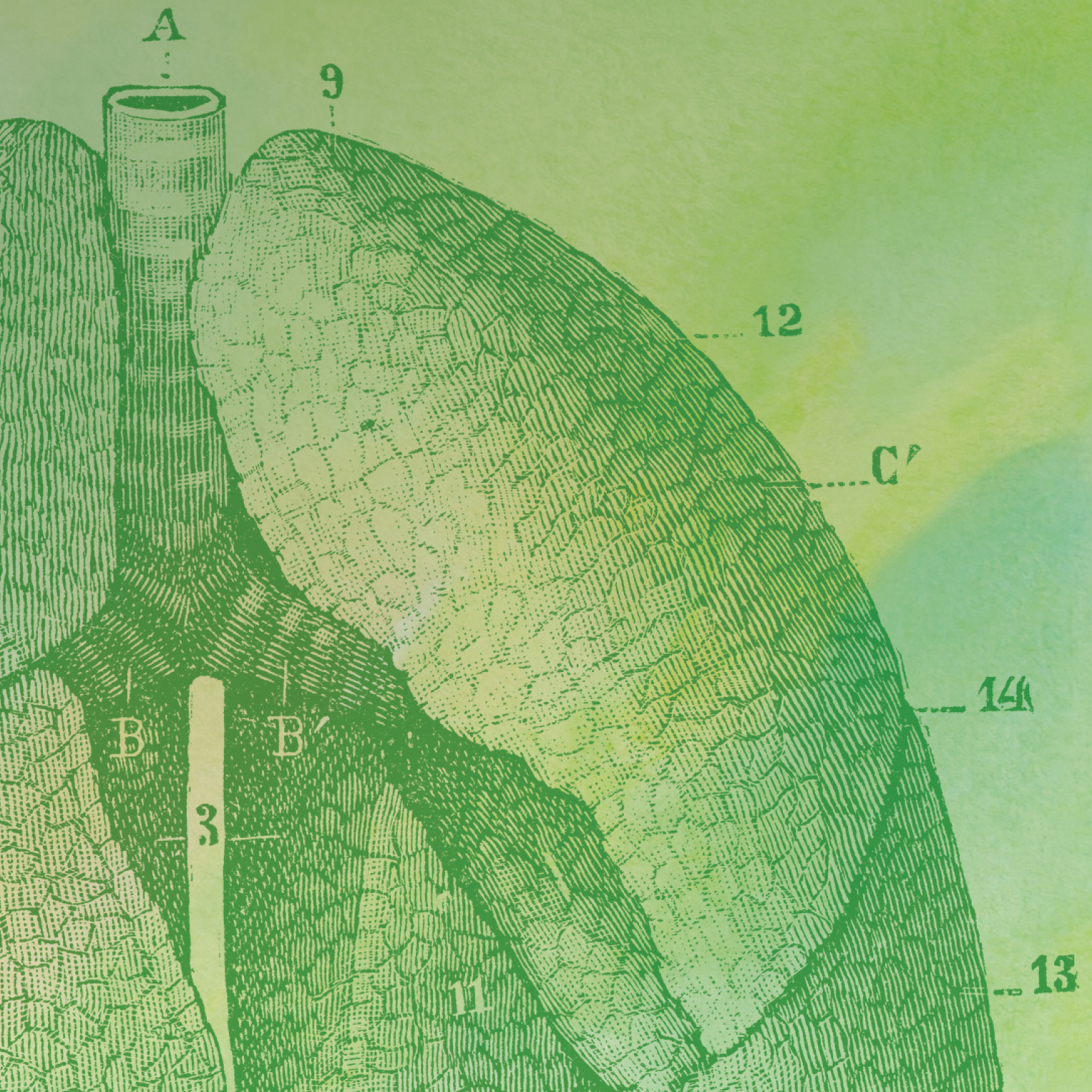 Lung Bioengineering
